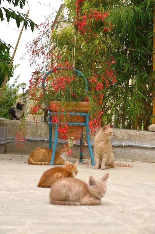 Faith'S Stone House Guest House Simou ภายนอก รูปภาพ